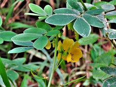 Senna cobanensis