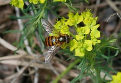 Epistrophe melanostoma