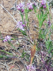 Polygala gayi