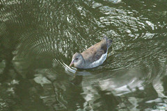 Gallinula chloropus