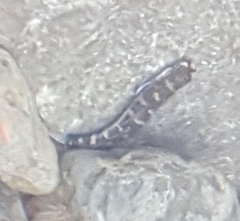 Sicyopterus lagocephalus