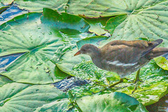 Gallinula chloropus