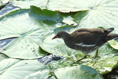 Gallinula chloropus
