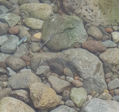 Sicyopterus lagocephalus