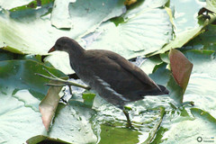 Gallinula chloropus