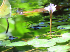 Pontederia diversifolia