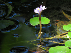 Pontederia diversifolia
