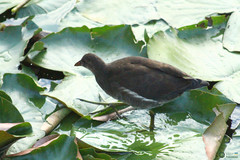 Gallinula chloropus