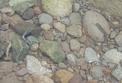 Sicyopterus lagocephalus