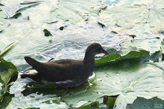 Gallinula chloropus