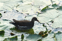 Gallinula chloropus