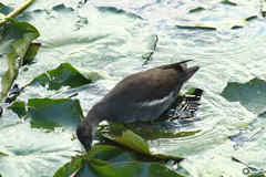 Gallinula chloropus
