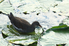 Gallinula chloropus