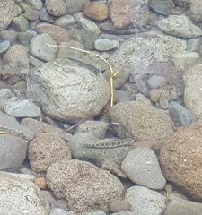 Sicyopterus lagocephalus