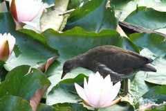 Gallinula chloropus