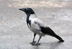 Corvus cornix
