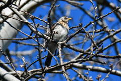 Turdus pilaris