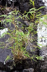 Pogonatherum paniceum