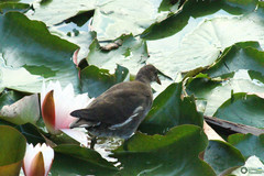 Gallinula chloropus