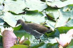 Gallinula chloropus