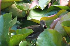Gallinula chloropus