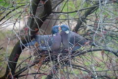 Columba palumbus