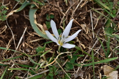 Colchicum hungaricum