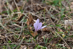 Colchicum hungaricum