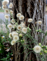Erigeron bonariensis