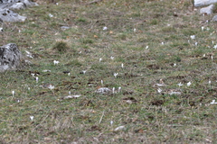 Colchicum hungaricum