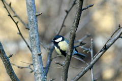 Parus major