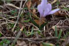 Colchicum hungaricum