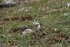 Colchicum hungaricum