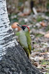 Picus viridis