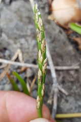 Stenotaphrum dimidiatum