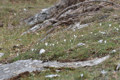 Colchicum hungaricum