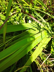 Watsonia strubeniae
