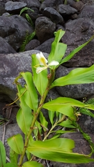 Hedychium flavescens
