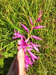 Watsonia strubeniae