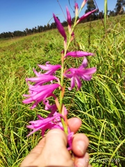 Watsonia strubeniae