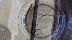 Scolopocryptops spinicaudus