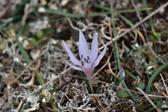 Colchicum hungaricum