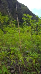 Aristida setacea