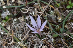 Colchicum hungaricum