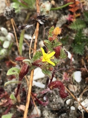 Camissoniopsis lewisii
