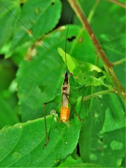 Conocephalus ictus