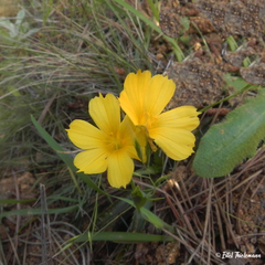 Sisyrinchium graminifolium