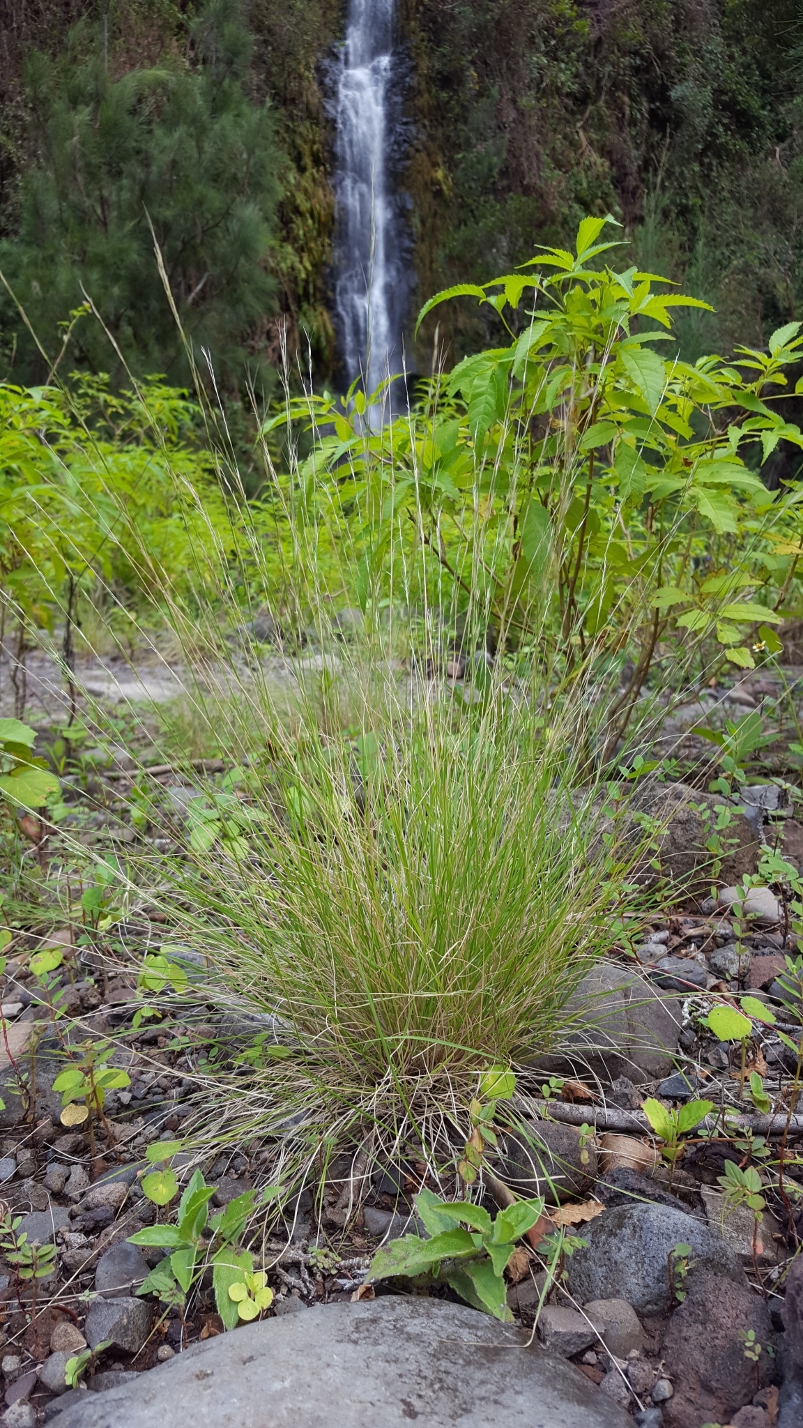 (c) François Rousseu, certains droits réservés (CC BY-NC) https://www.inaturalist.org/observations/106815039