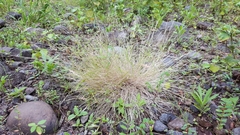 Aristida adscensionis