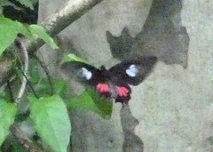 Parides neophilus
